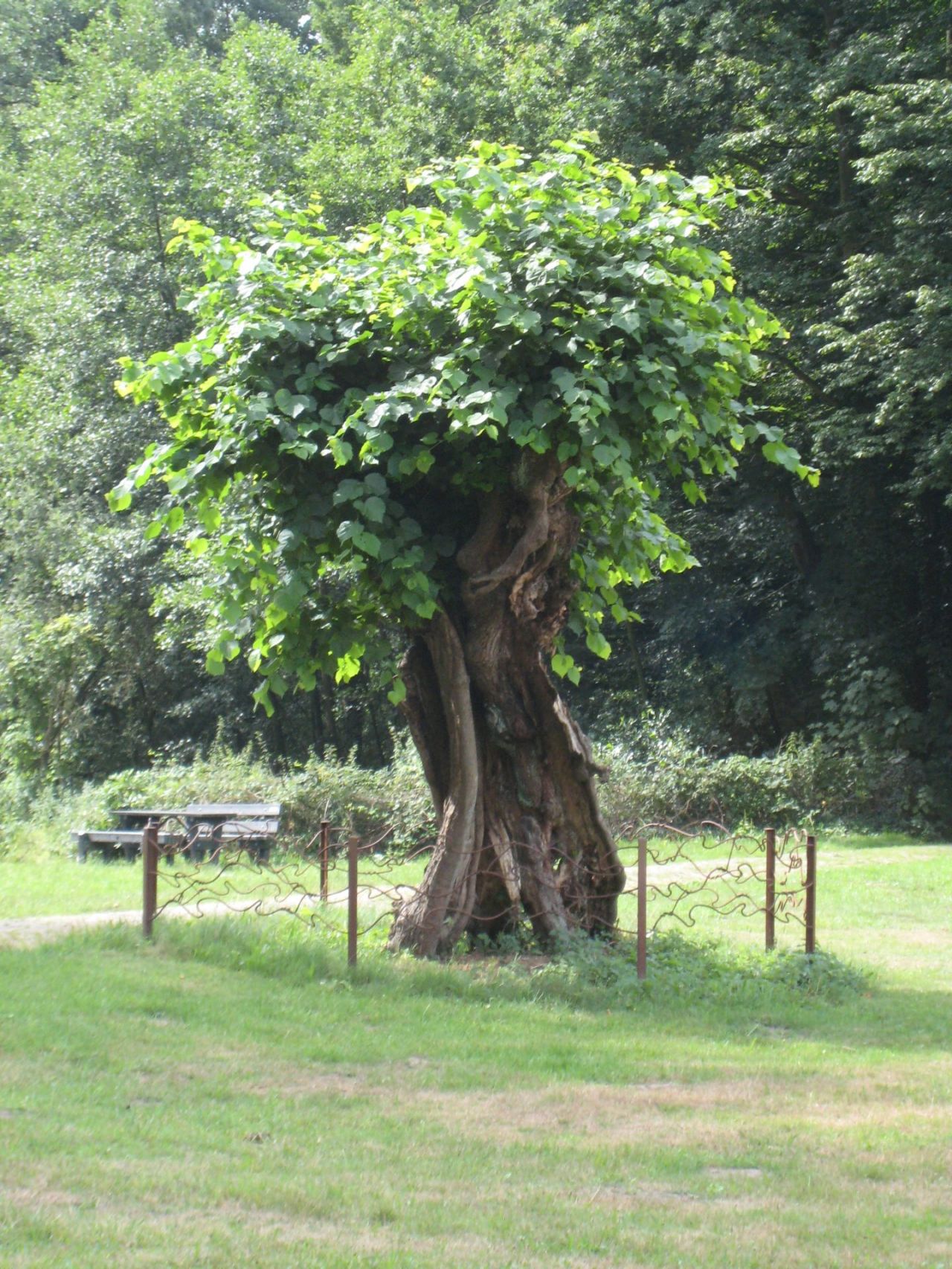 Oude Linde