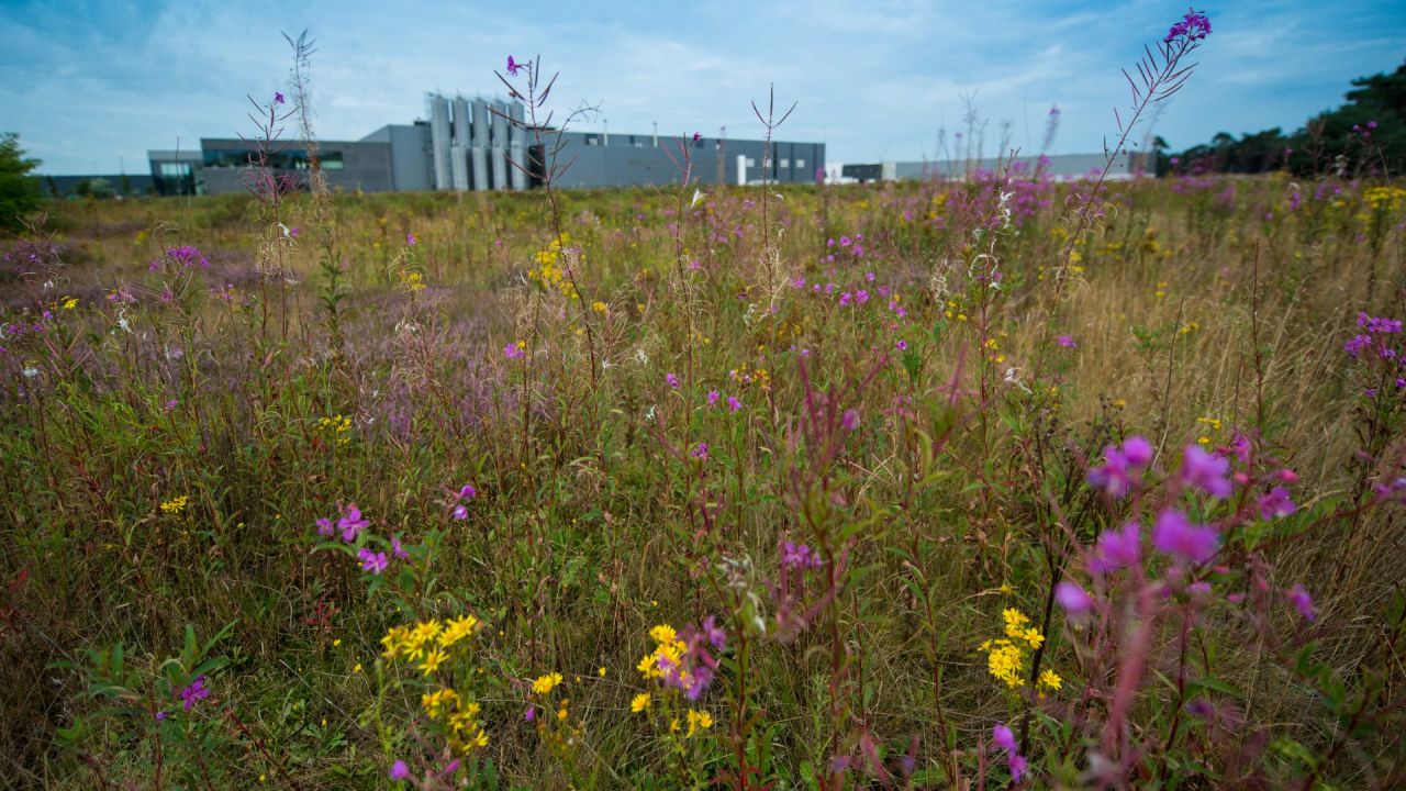 Biodiversiteit op een bedrijventerrein in Lommel