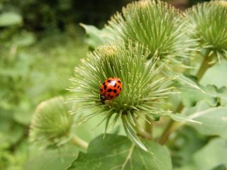 Veelkleurig Aziatisch lieveheersbeestje