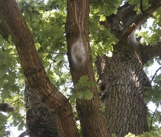 nest processierups op tak inlandse eik