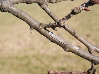 eitjes van processierups
