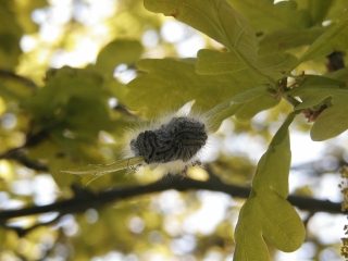 3de stadium van processierups