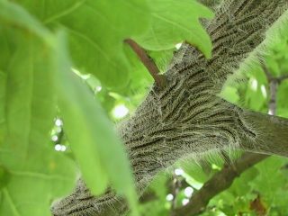 4de stadium processierups