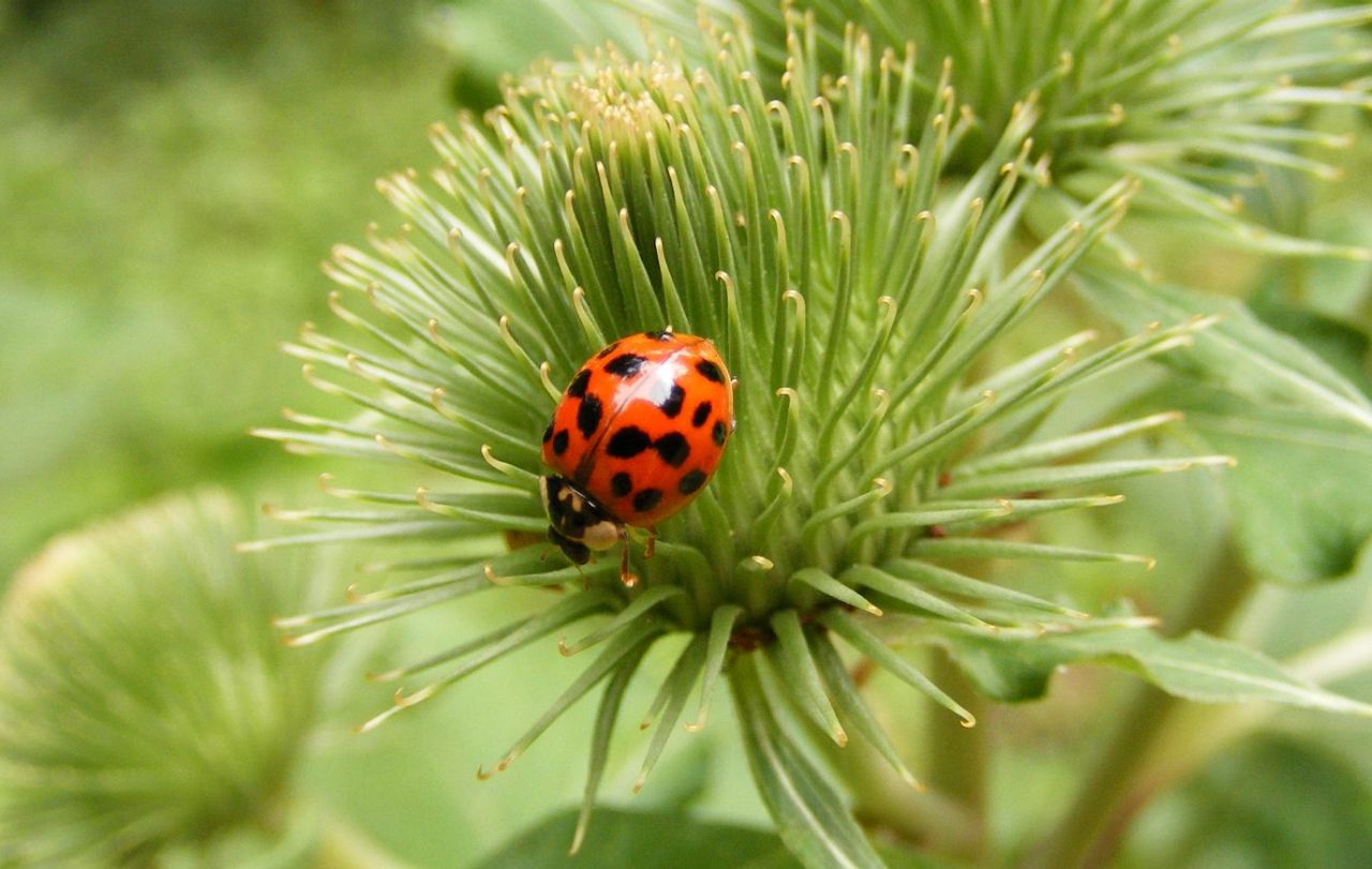 Veelkleurig Aziatisch lieveheersbeestje
