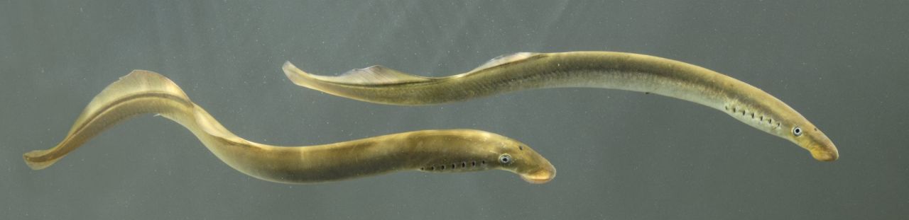 Migrerende rivierprikken