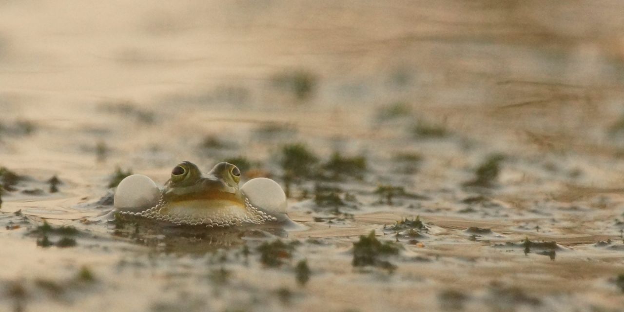 Groene kikker