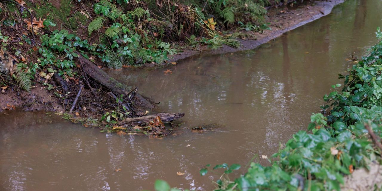Inbreng van dood hout in de beek om het water af te remmen en vissen een schuilplaats te bieden/