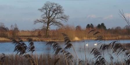 Zwanen op de Jutse Plassen