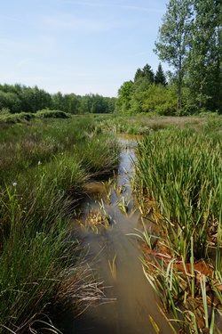 Natuurgebied de Vennen