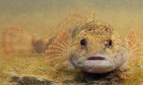 Rivierdonderpad klein