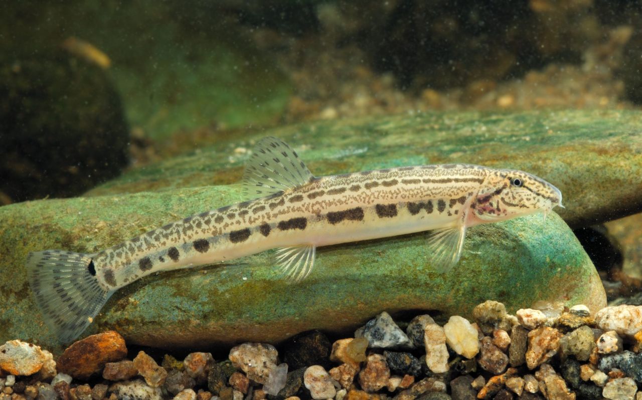 Kleine modderkruiper