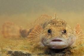 Rivierdonderpad klein