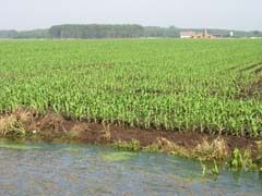 Mais loopt te dicht tot de waterloop (Grote Calie)