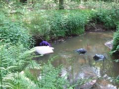 Sluikstort in Delftse Beek