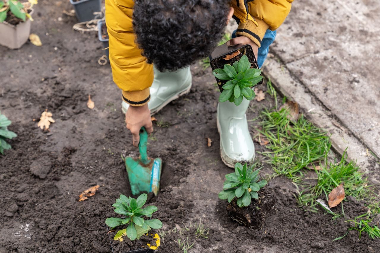 Een kind schupt zand op een pas geplant plantje