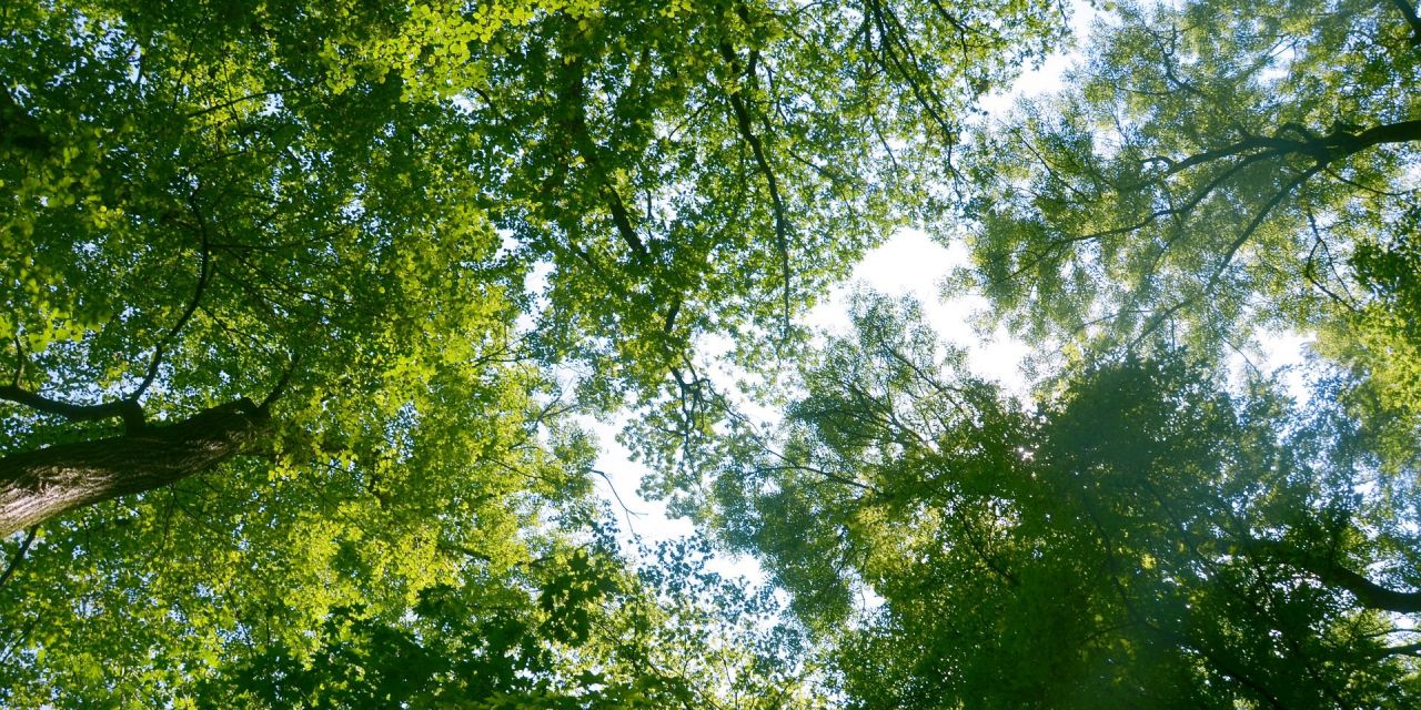 Boomtoppen bosgroepen provincie antwerpen