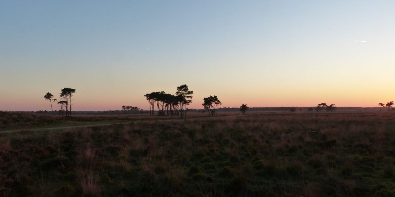 Sfeerfoto Kalmthoutse Heide