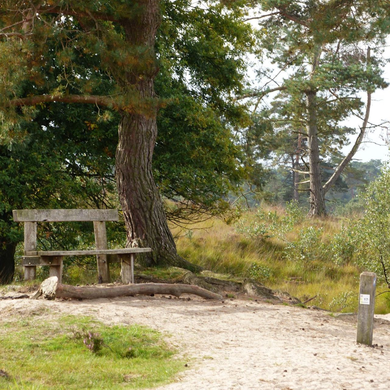 Sfeerfoto Kalmthoutse Heide