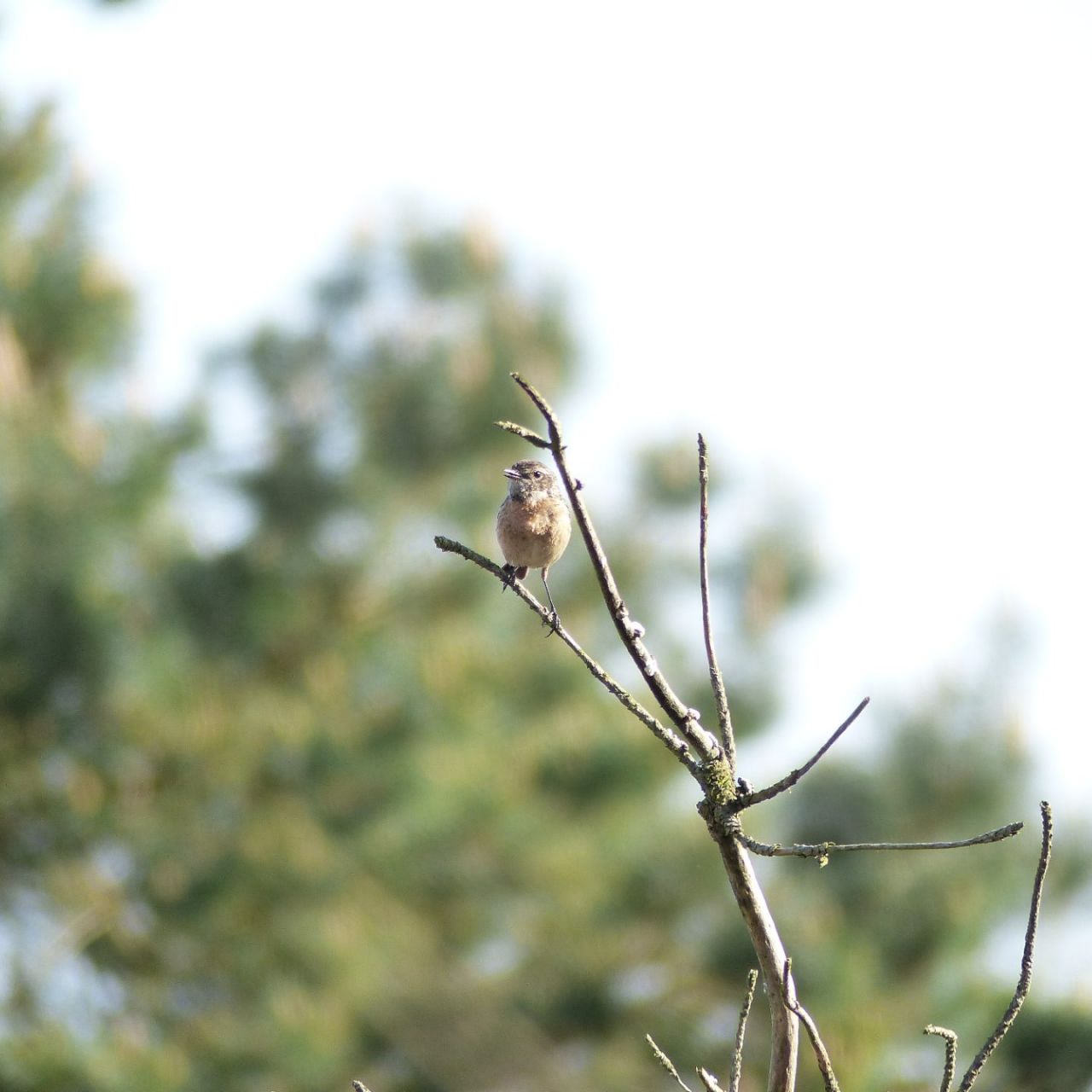 Gevleugelde bewoner Kalmthoutse Heide