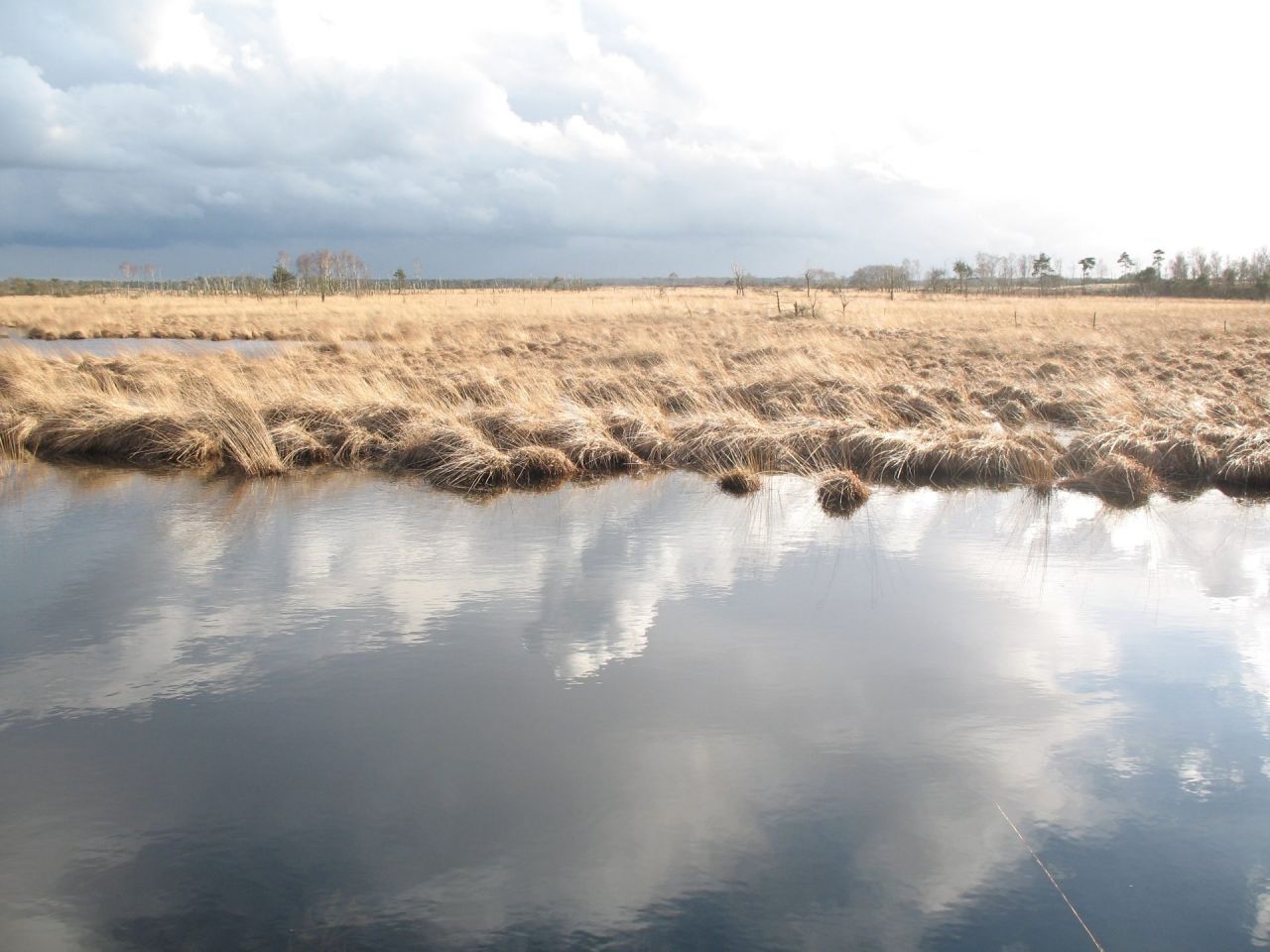 Sfeerfoto Kalmthoutse Heide