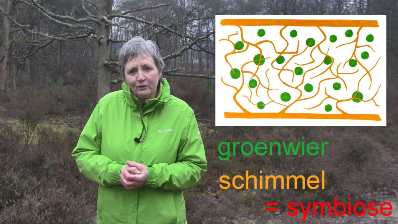 Video Droge heide