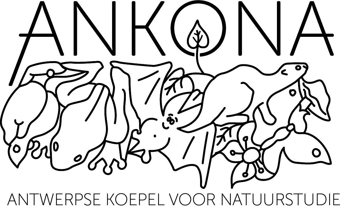 logo_Ankona-1