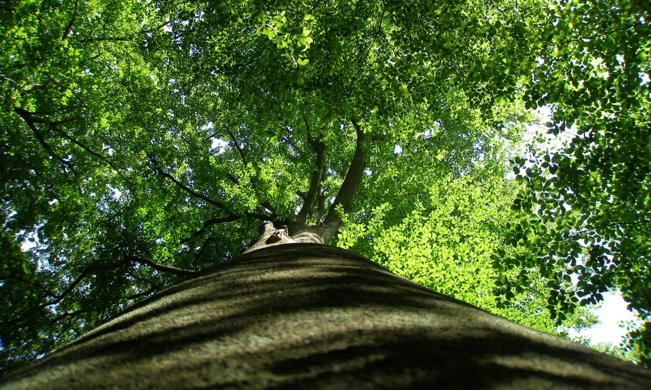 foto van boom vanop grond