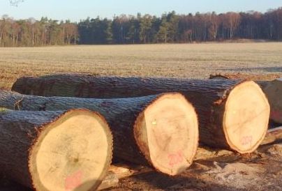 foto van gevelde bomen bij veiling