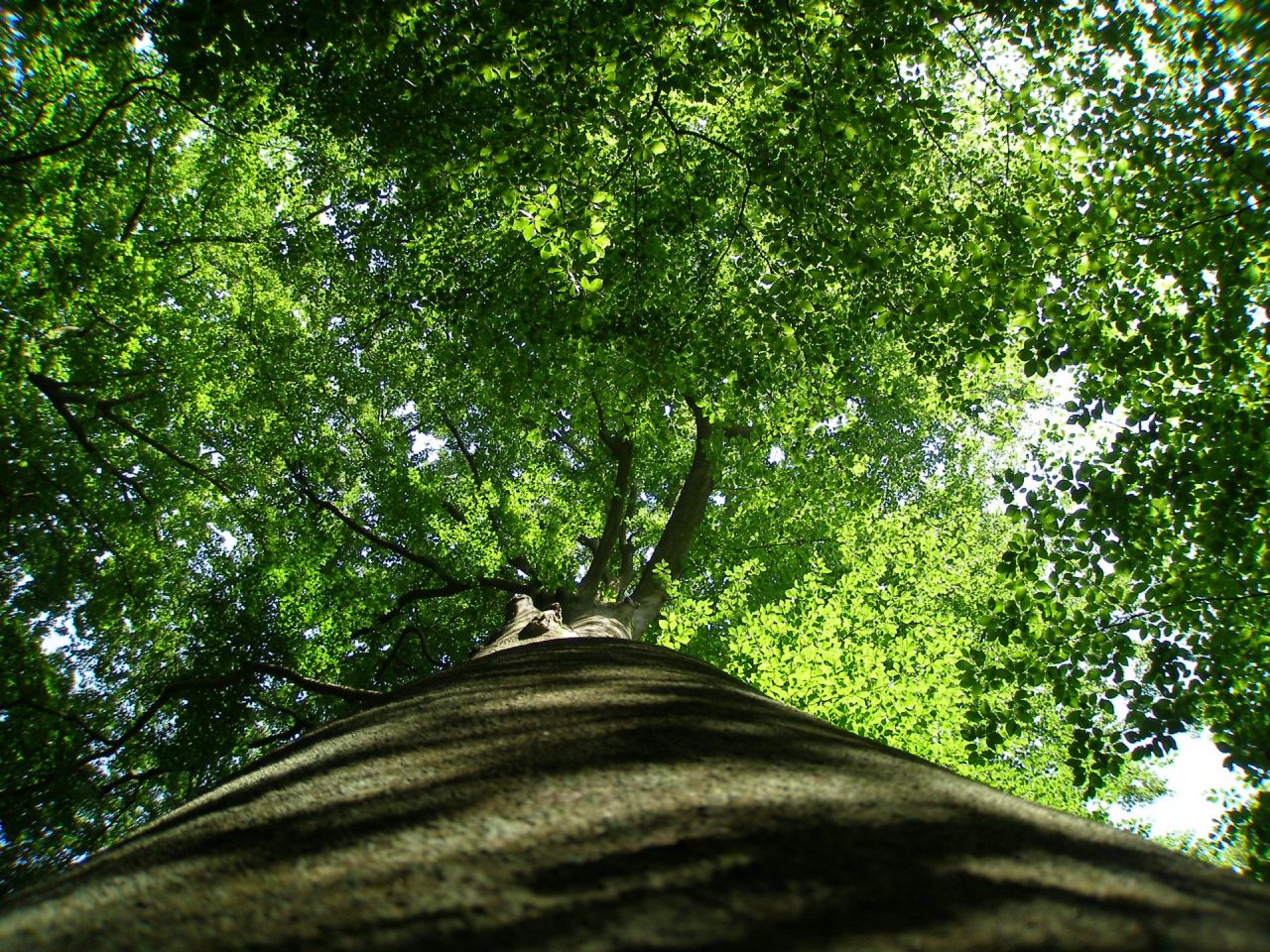 foto van boom vanop grond