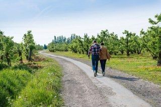 Wandelaars in fruitboomgaard (Lint)