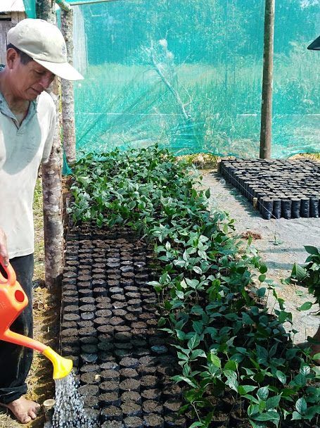 Opkweek van plantgoed in Amazonewoud, Peru