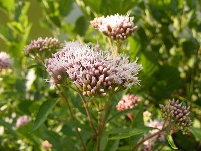 Bloeiend koninginnenkruid in Ekeren.