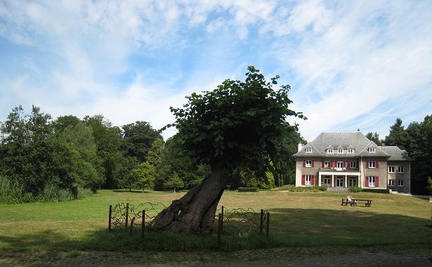 De Oude Linde in het Wijnegempark.