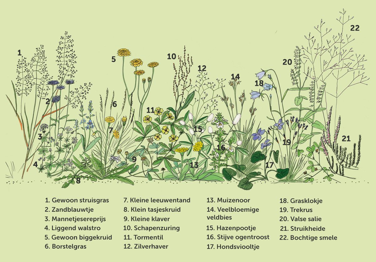 Plantentekening