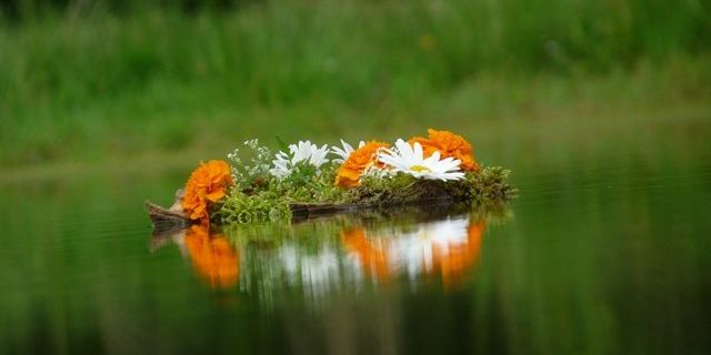 Bloemen op de vijver in De Averegten