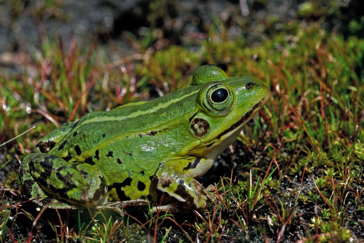Poelkikker