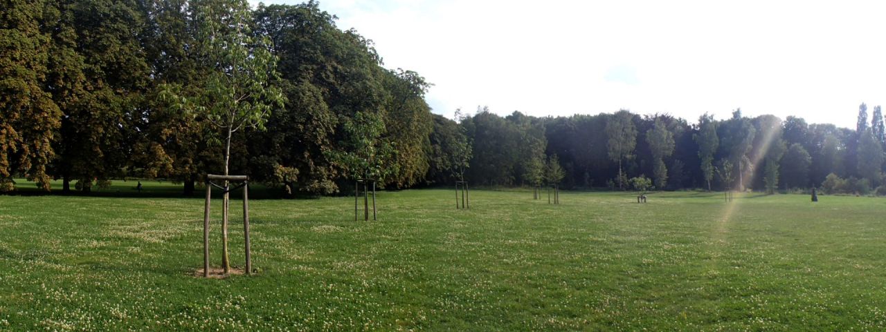 De Keltische boomhoroscoop in het Rivierenhof