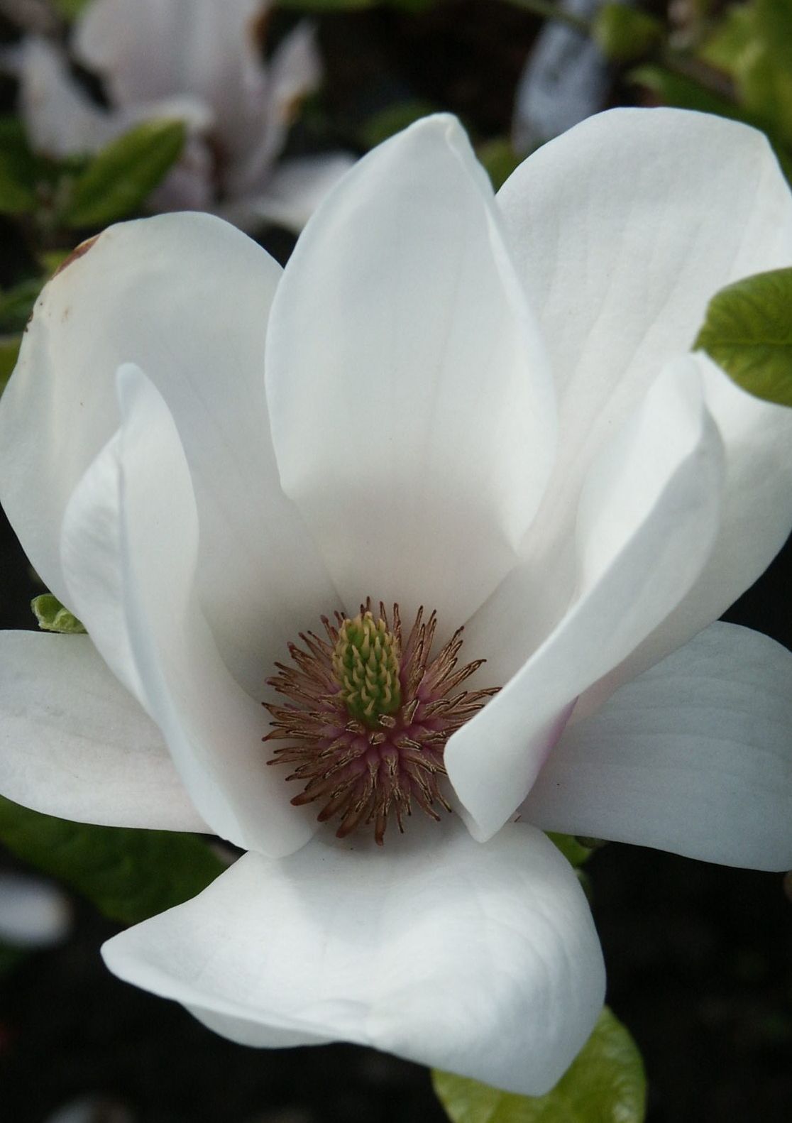 Witte magnolia