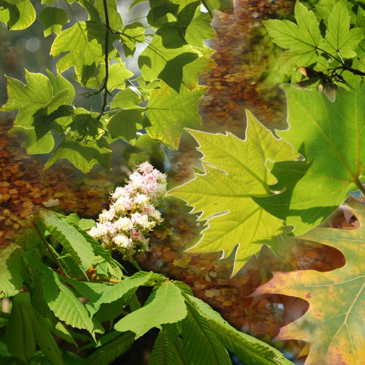 Bladeren van diverse boomsoorten