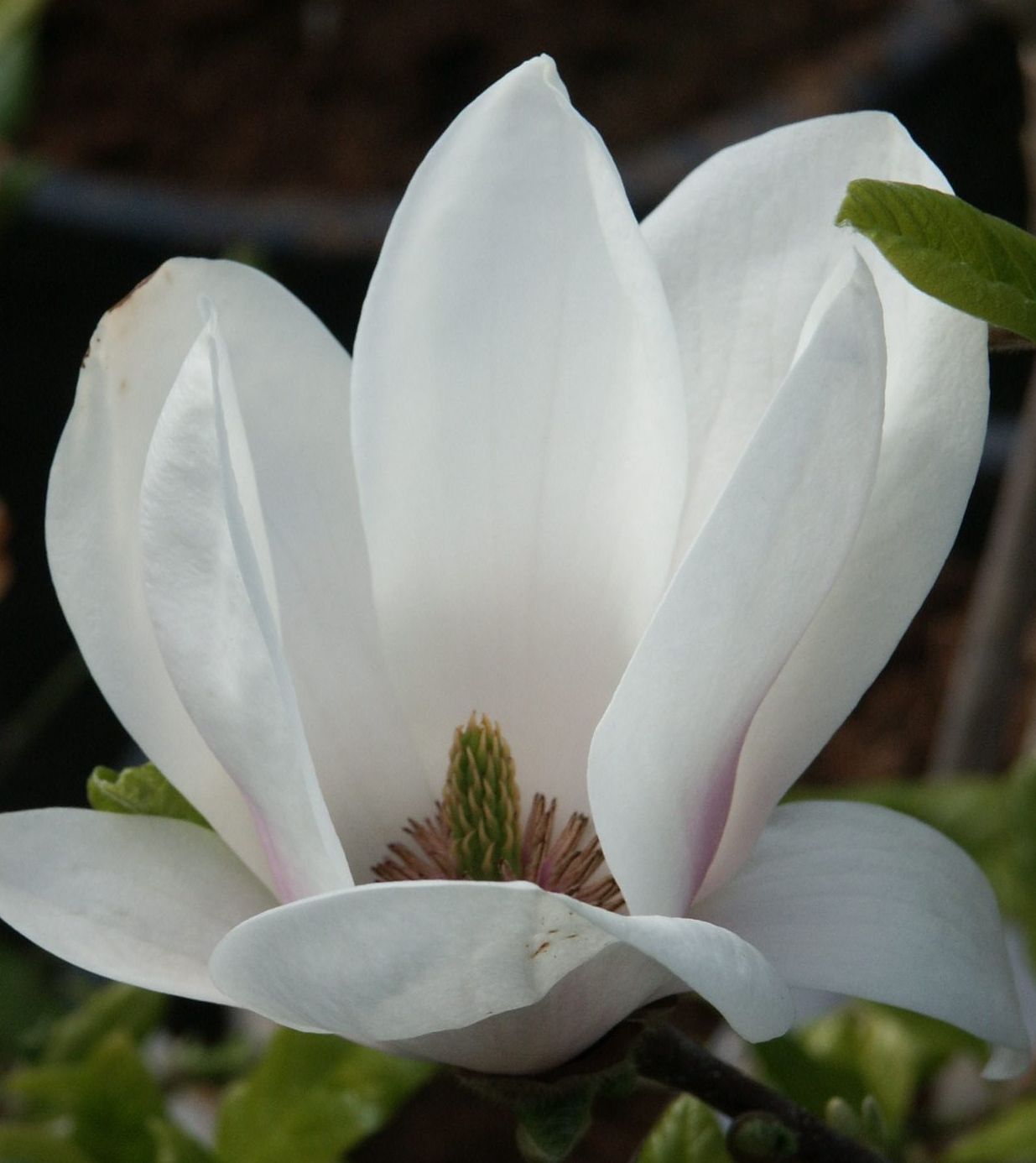 Witte magnolia
