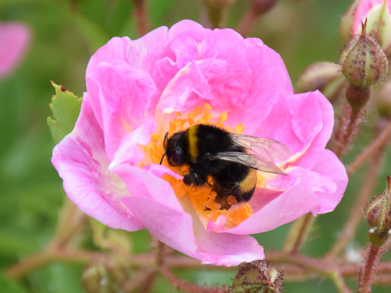 Digitale rozenroute - hommel in Rozentuin