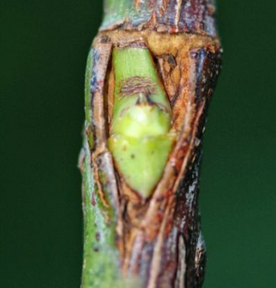 Geoculeerd oog