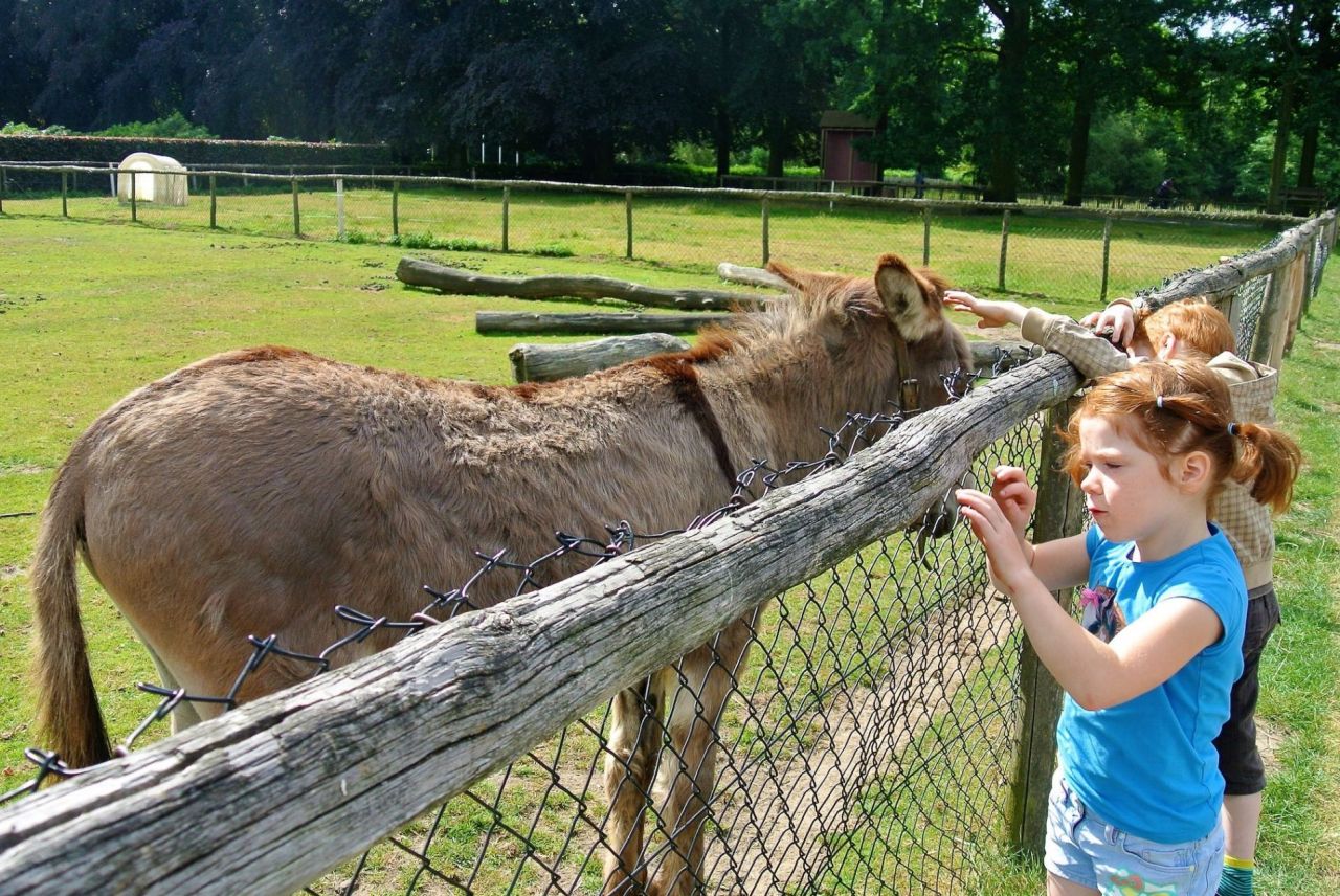 kind aait ezel in kinderboerderij