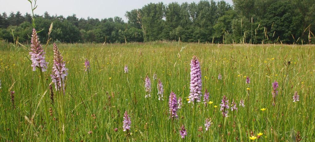 VH_blauwgrasland