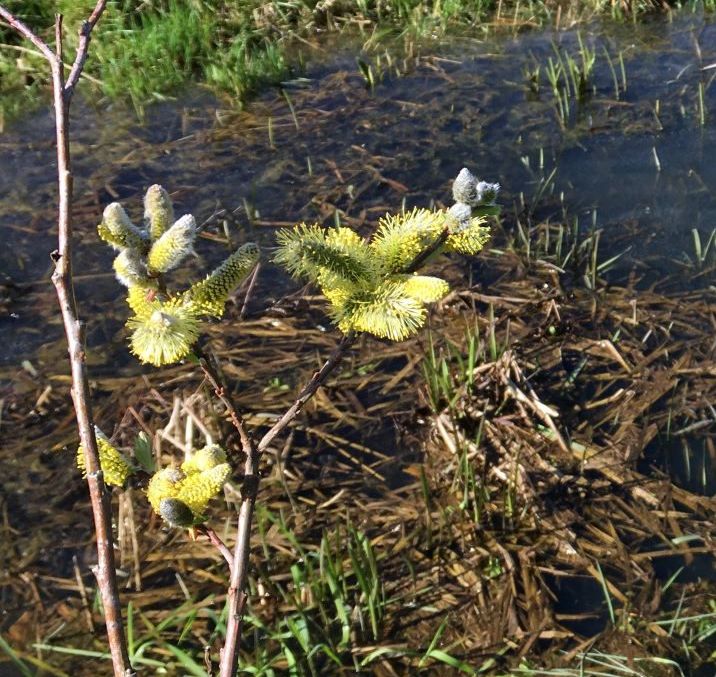 wilgenkatje Vrijbroekpark