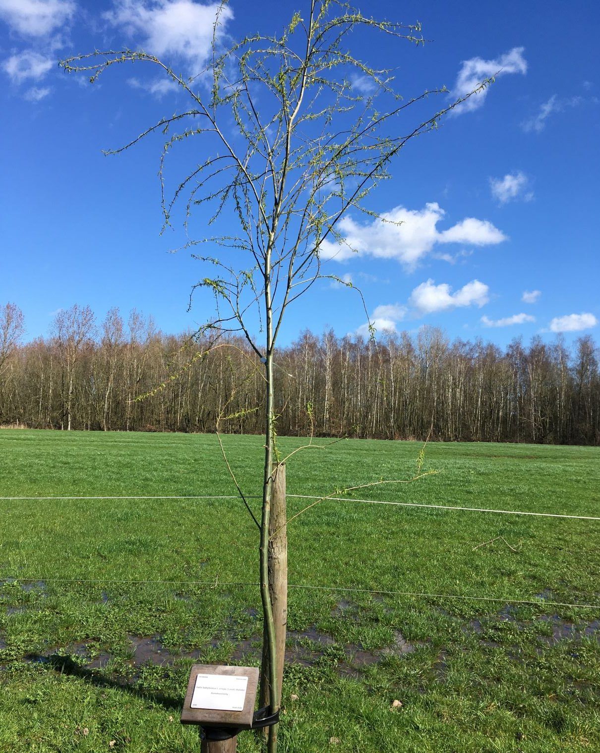 wilg in Vrijbroekpark