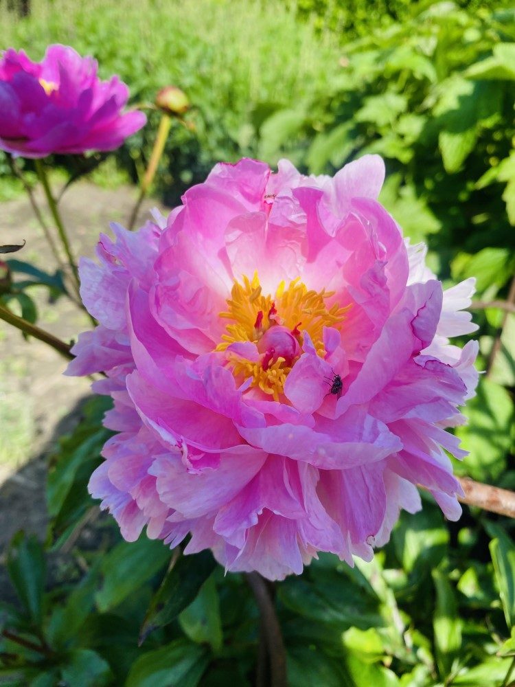 zomertuin_pioen