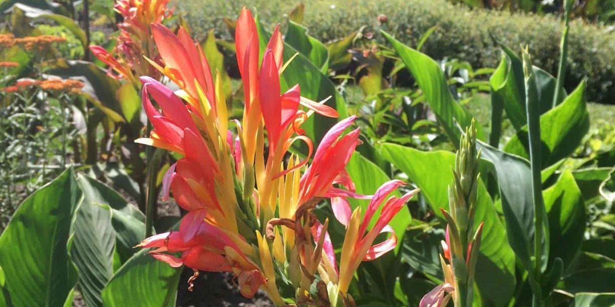 canna's in het Vrijbroekpark