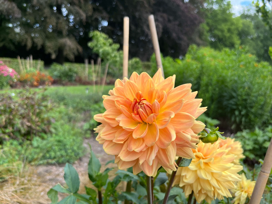 Zomertuin_dahlia