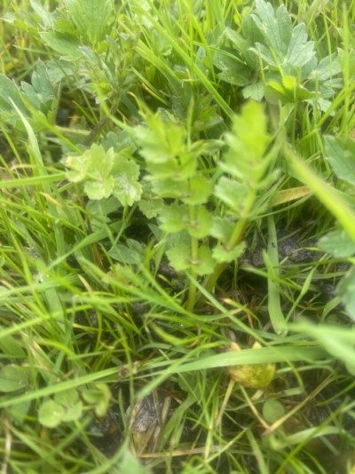 Kruipend moerasscherm